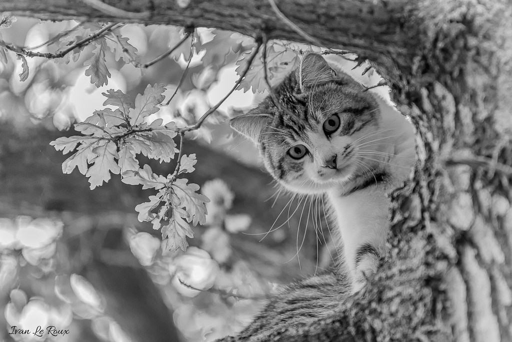 Le Chat "Charlie" dans un arbre perché Noir et blanc