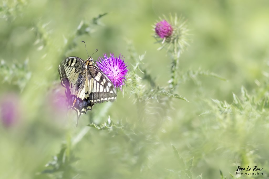 Papillon Machaon ou Grand porte-queue - Romilly-la-Puthenaye (27) - 2022 - Photographie Ivan Le Roux