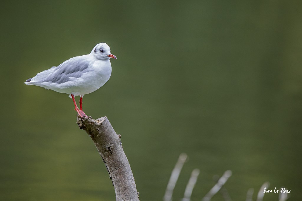 Mouette Rieuse  -  2021