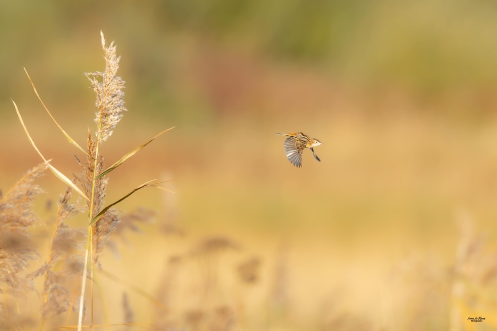 Cisticole des Joncs  - Estuaire de la Seine (76) - 2025 Ivan Le Roux Photographie