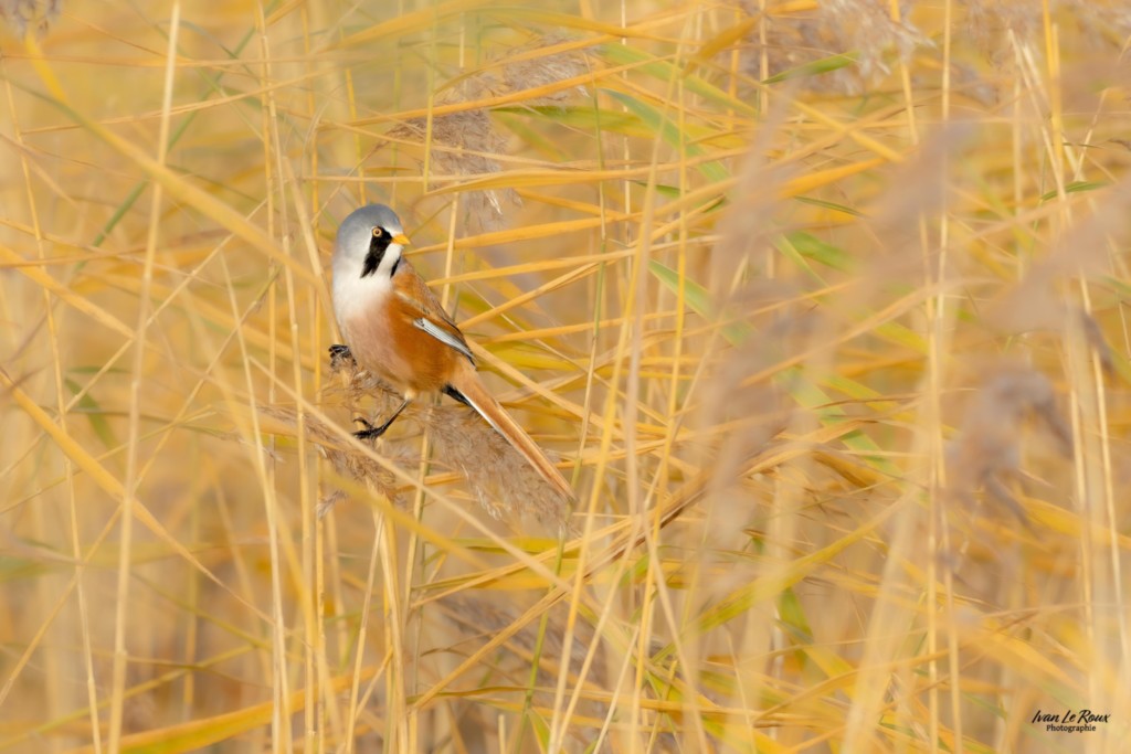 Panure à Moustaches mâle - Estuaire de la Seine (76) - 2025 Ivan Le Roux  Photographie