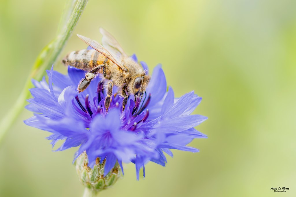 Bleuet et abeille