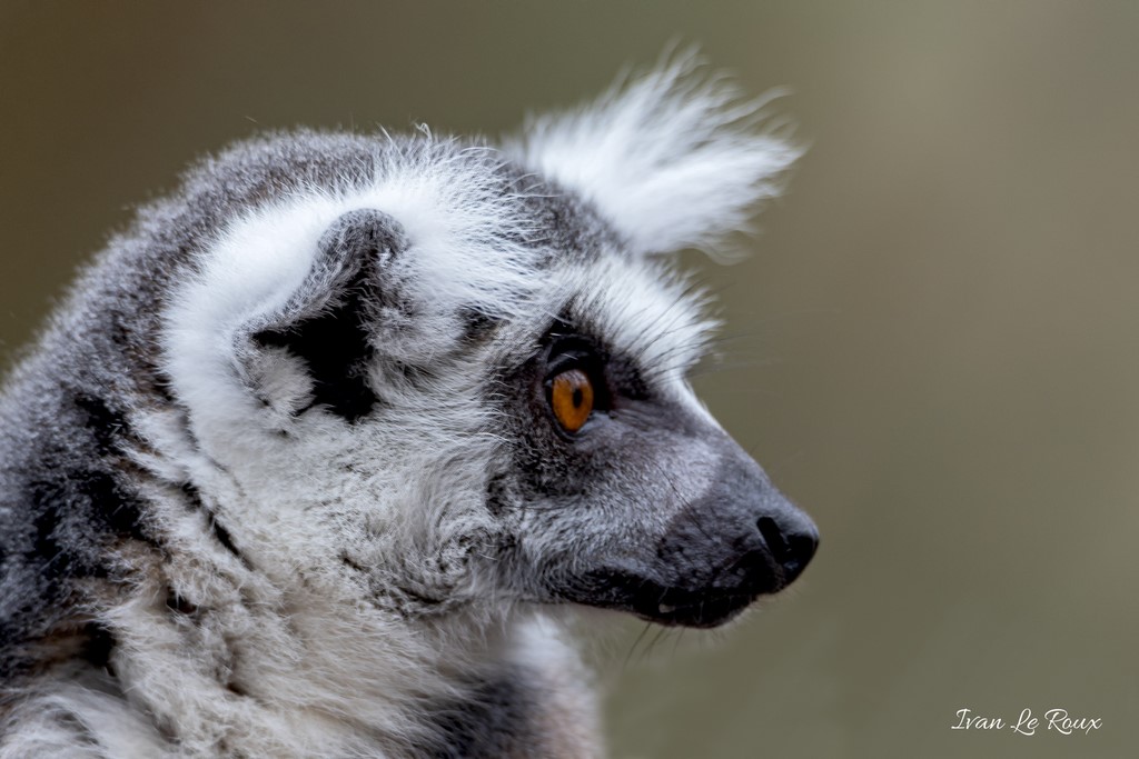 Zoo de Cerza - Lémurien de Madagascar (Maki Catta) - 2020