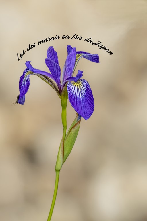 Iris des marais