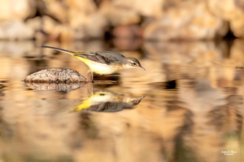 Bergeronnette des ruisseaux  - Romilly-la-Puthenaye (27) - 2025 Ivan Le Roux Photographie