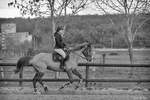 Alexandra LE ROUX CSO Equitation avec Quick Boy