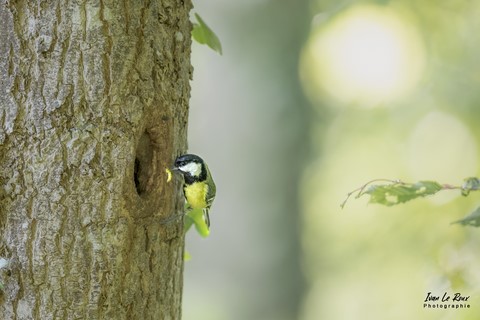 "Les Oiseaux du Jardin" - Mésange Charbonnière "nourrissage" de la nichée - Romily-la-Puthenaye (27) - 2022 - La Noé de Bougy Photographe Ivan Le Roux