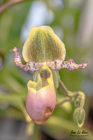 Fleur d'Orchidée forme de langue - Photo Ivan Le Roux - Château de Vascoeuil - Normandie - Eure 27
