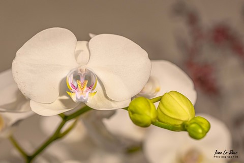 Fleur d'Orchidée - Photo Ivan Le Roux
