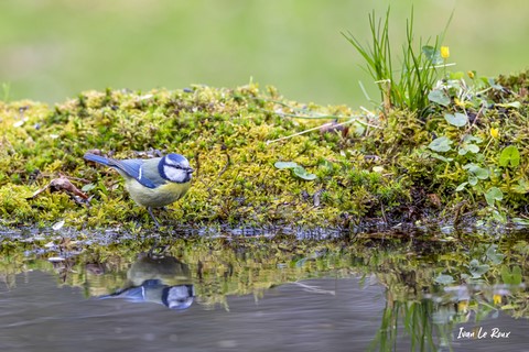 "Les Oiseaux du Jardin" - Mésange Bleue au bord de l'eau - 2021 - Ivan Le Roux