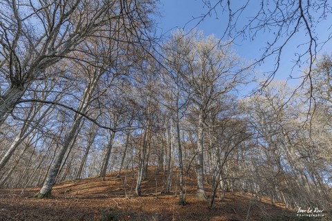 Forêt Val Gallerand - Grosley-sur-Risle (27)  - 2021