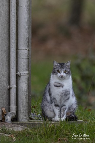 Le vrai chat de "Gouttière" - Romilly-la-Puthenaye (27) - 2022