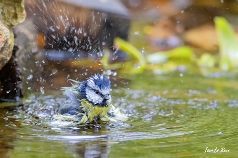 Le Bain de la Mésange Bleue - 2020 Collection "Les Oiseaux du Jardin" - 