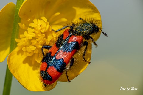 Clairon des ruches (Trichodes alvearius) - 2021 - insecte - Romilly-la-Puthenaye (27)