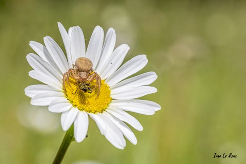 Araignée "Thomise"  mange une abeille - 2021 - Ivan Le Roux Photo - Normandie