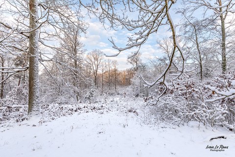 Forêt de Romilly-La-Puthenaye (27) sous la neige normandie