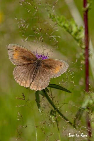 Papillon Myrtil - Romilly-la-Puthenaye (27) - 2021