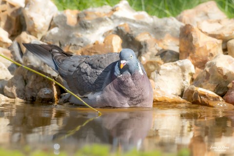 Pigeon ramier prend son bain - Romilly-la-Puthenaye (27) - 2024 Ivan Le Roux Photographe Normandie Eure