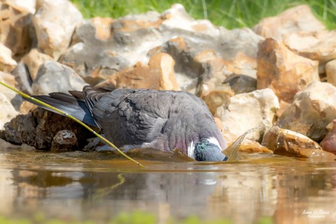 Pigeon ramier prend son bain - Romilly-la-Puthenaye (27) - 2024 Ivan le Roux Photographie