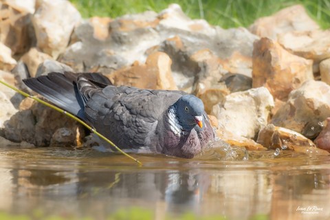 Pigeon ramier - Romilly-la-Puthenaye (27) - 2023 Ivan Le Roux Photographe
