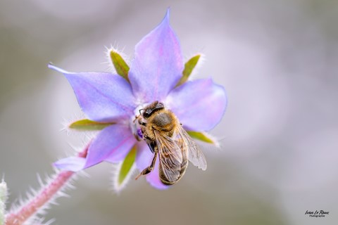 L'abeille sur une fleur de Bourrache officinale -  Romilly-la-Puthenaye (27) - 2024 Ivan le Roux Photographie