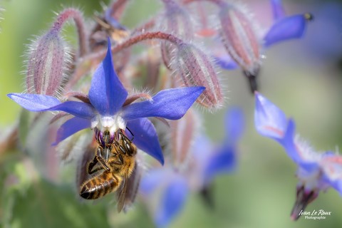L'abeille sur une fleur de Bourrache officinale -  Romilly-la-Puthenaye (27) Ivan Le Roux Photographie