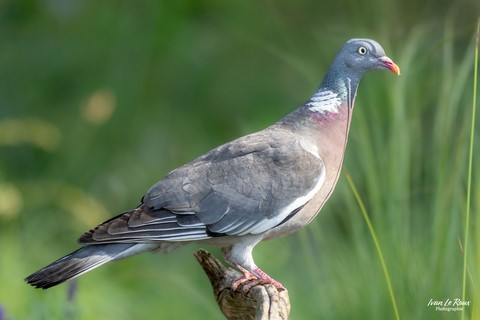 Pigeon ramier prend la pose - Romilly-la-Puthenaye (27) - 2024 - Ivan Le Roux Photographie Normandie