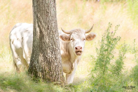 Tableau bucolique vache Ivan Le Roux Normandie Photographie