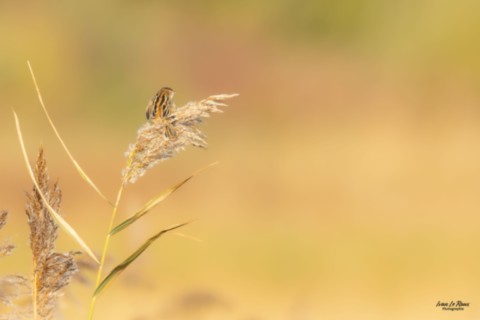 Cisticole des Joncs  - Estuaire de la Seine (76) - 2025 - Ivan Le Roux Photographe Normandie