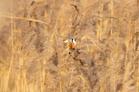 Panures à Moustaches mâle et femelle  - Estuaire de la Seine (76) - 2025 Ivan Le Roux Photographie