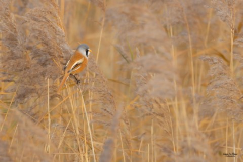 Panure à Moustaches mâle  - Estuaire de la Seine (76) - 2025 Ivan Le Roux photographie
