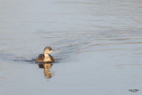 Grèbe castagneux - 2025 - Estuaire de la Seine (76) Iavn Le Roux Photographie