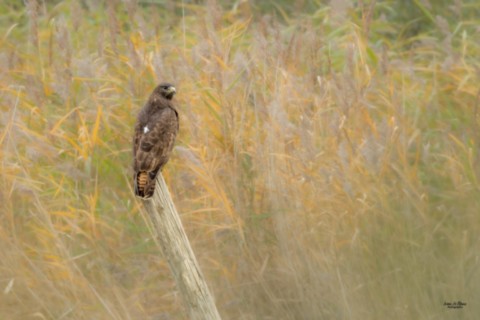 Buse variable - Estuaire de la Seine (76) - 2025 - Ivan Le Roux Normandie