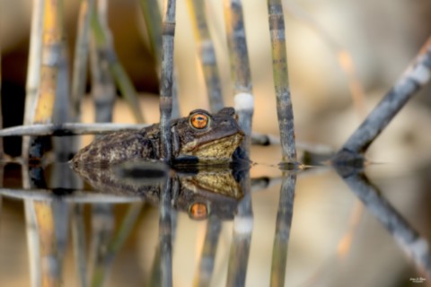 Crapaud commun