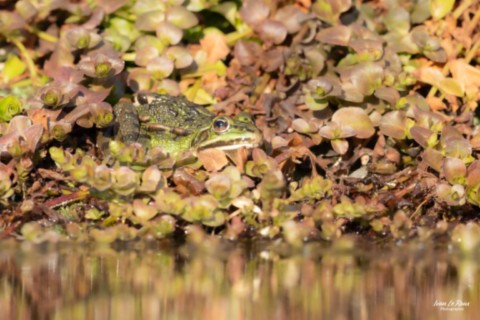 Grenouille verte