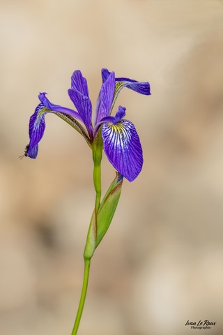 Iris des Marais -  Romilly-la-Puthenaye Ivan Le Roux photographie