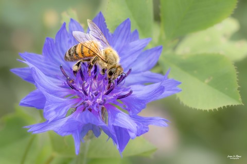 L'abeille -  Romilly-la-Puthenaye (27) - 2023 - Ivan Le Roux Photographie