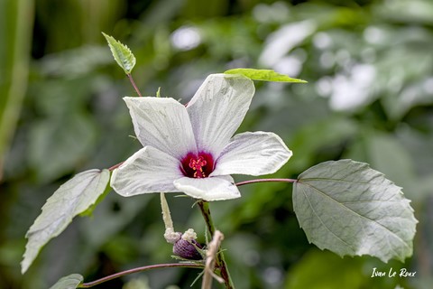 Chanvre de Bombay (Hibiscus Cannabinus)