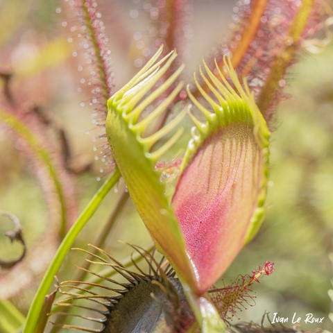 Dionée attrape-mouche (Dionaea muscipula)
