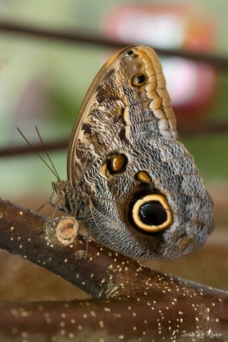 Papillon - Caligo Memnon- Naturospace Honfleur - 2019