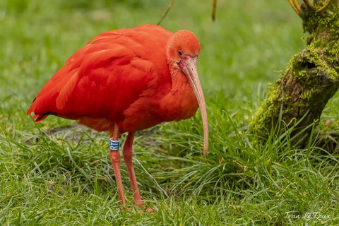 Zoo de Cerza - Ibis Rouge - 2020