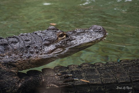 Aligators Zoo de Cerza 2020