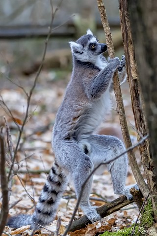 Lémurien de Madagascar (Maki Catta) Zoo de Cerza 2020