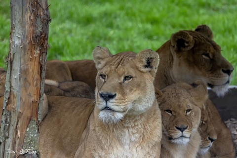 Zoo de Cerza - les Lionnes - 2020