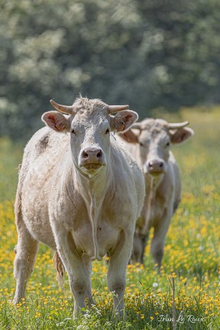 Portraits de vaches