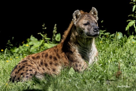 Hyène Tachetée - Zoo Cerza - 2020