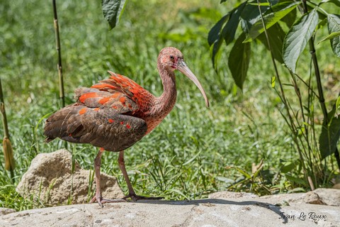 Ibis Rouge juvénile