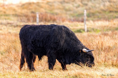 Highland Cattles Baie de Somme (Marquenterre)