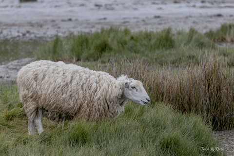 Mouton prés salés Estuaire de l'Orne