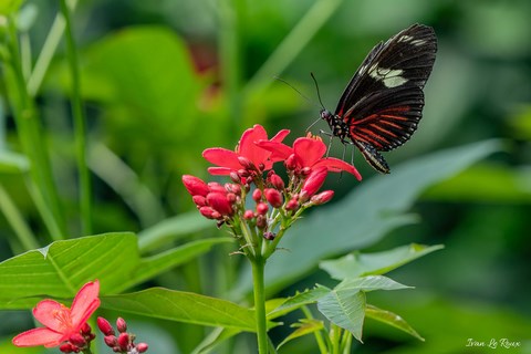 Papillon - Naturospace de honfleur - 2019